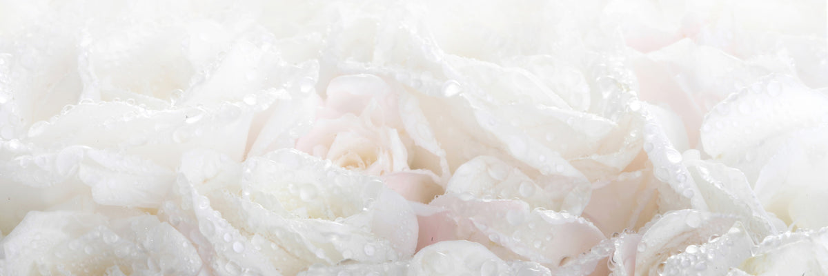 panoramic-acrylic-print-white-roses-in-the-morning-dew-panorama
