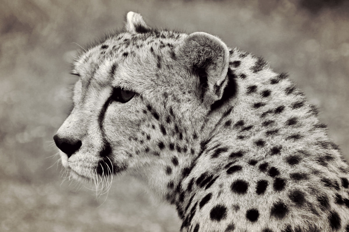 poster-print-beautiful-cheetah
