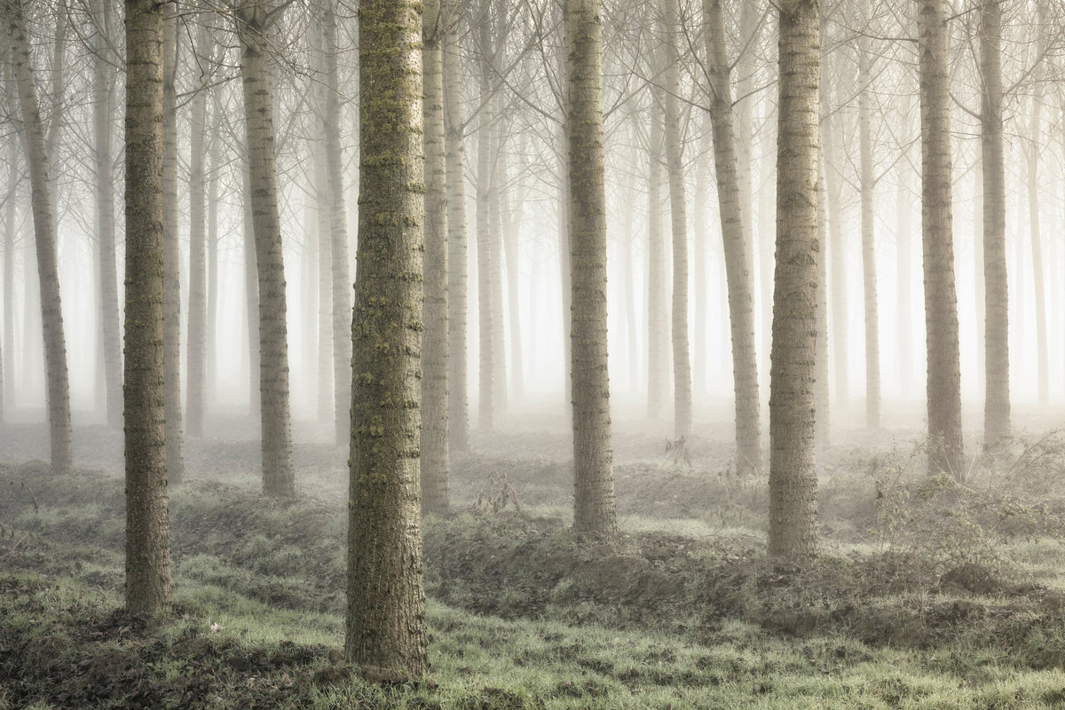 acrylic-print-small-woodland