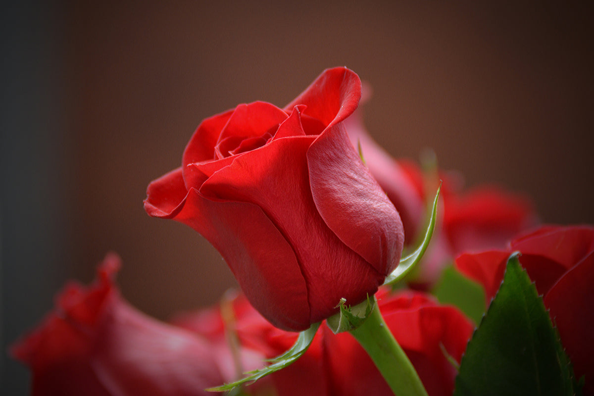 framedcanvas-print-red-rose-in-xl
