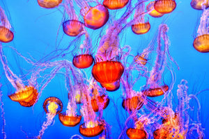 acrylic-print-colorful-jellyfish