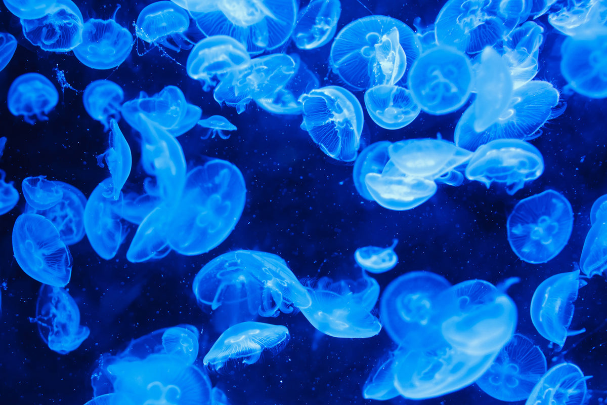 3-piece-acrylic-print-many-jellyfish-in-the-blue-water