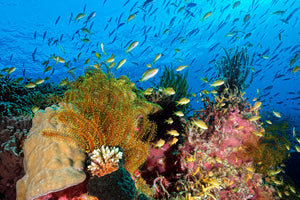 canvas-print-reef-at-cabilao-x