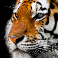 4-piece-acrylic-print-close-up-tiger-head