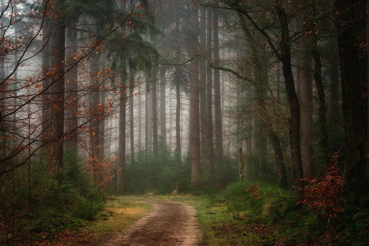 framedcanvas-print-reveries-x