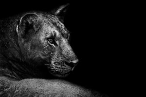 aluminium-print-lion