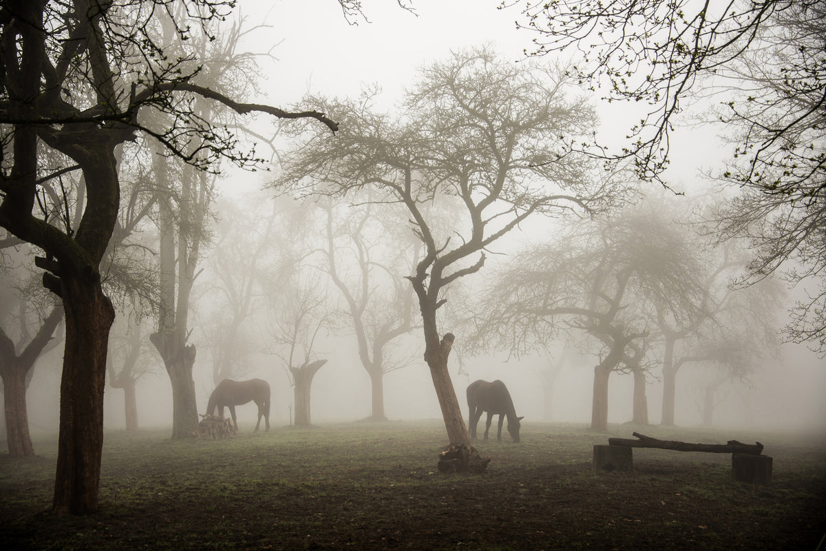 acrylic-print-horses-in-a-foggy-orchard-x