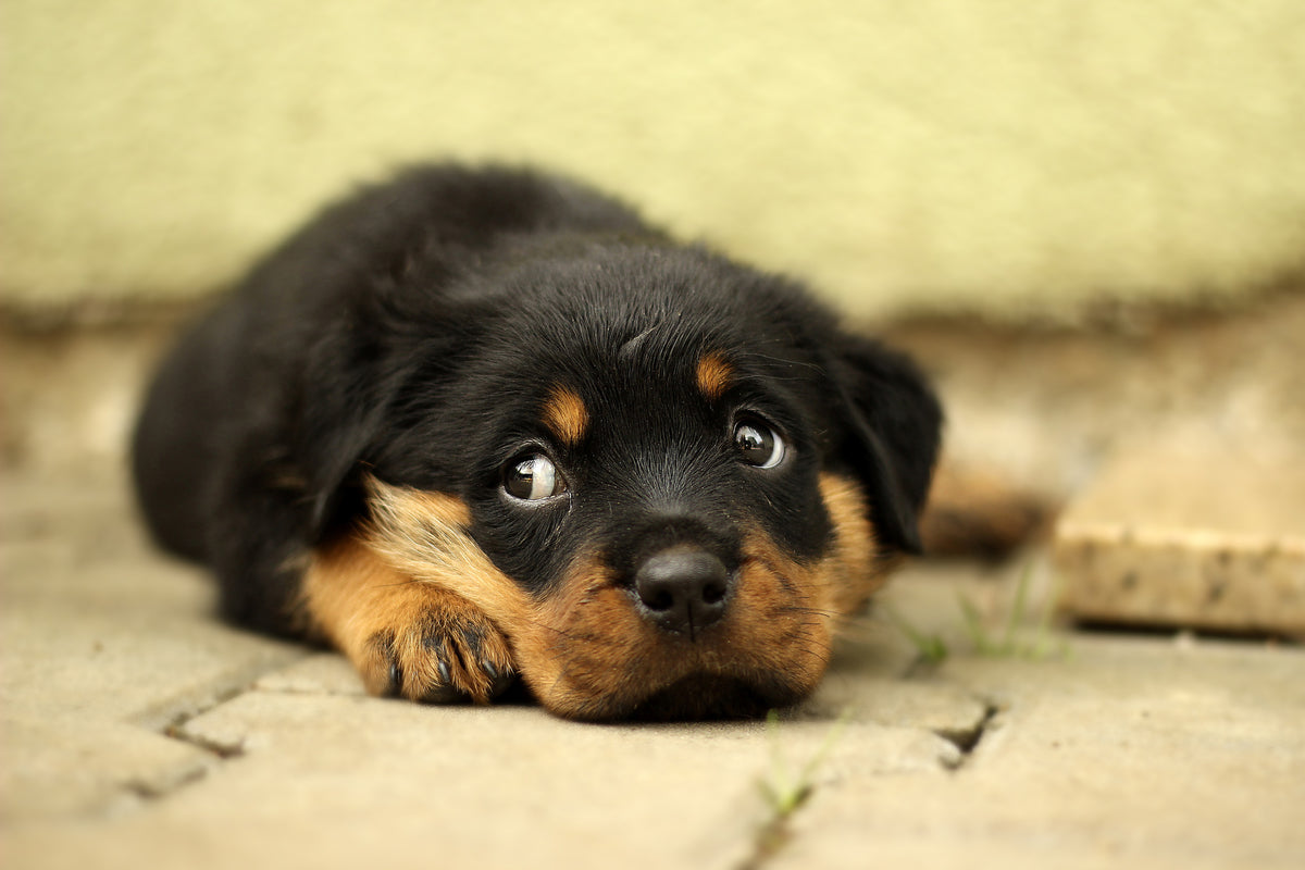 framedposter-print-sweet-rottweiler-puppy