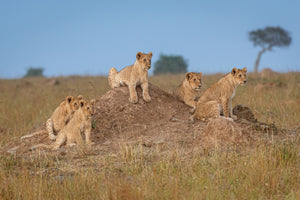framedcanvas-print-awaiting-santa-s-arrival-x