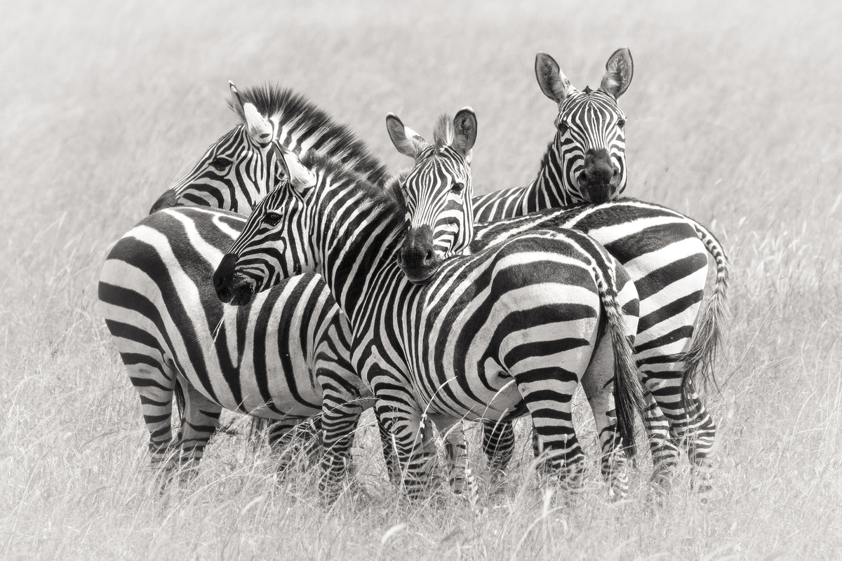 canvas-print-zebras-x