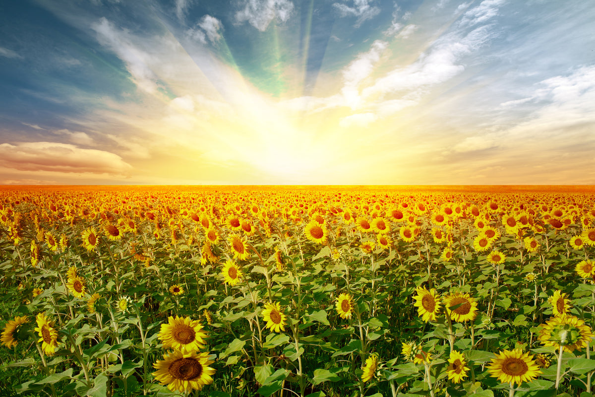 aluminium-print-a-field-full-of-sunflowers