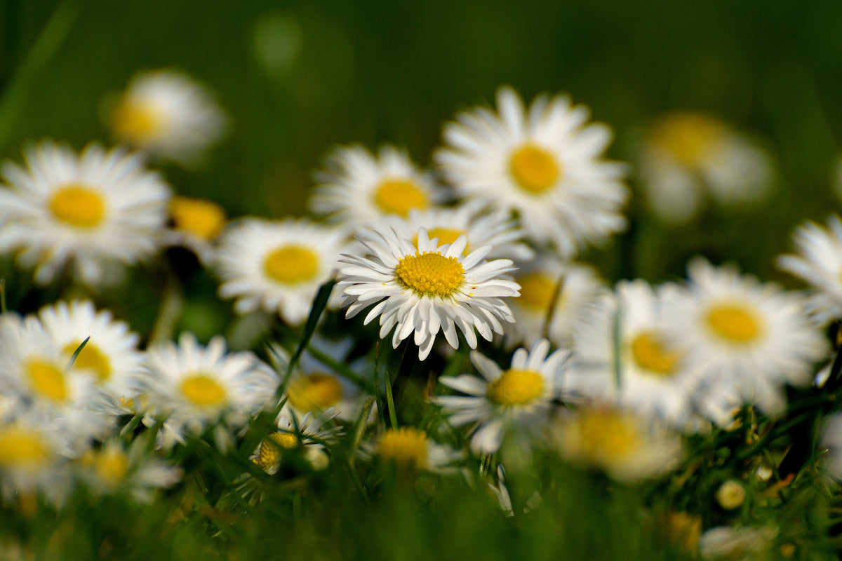 aluminium-print-daisies-xl-ii