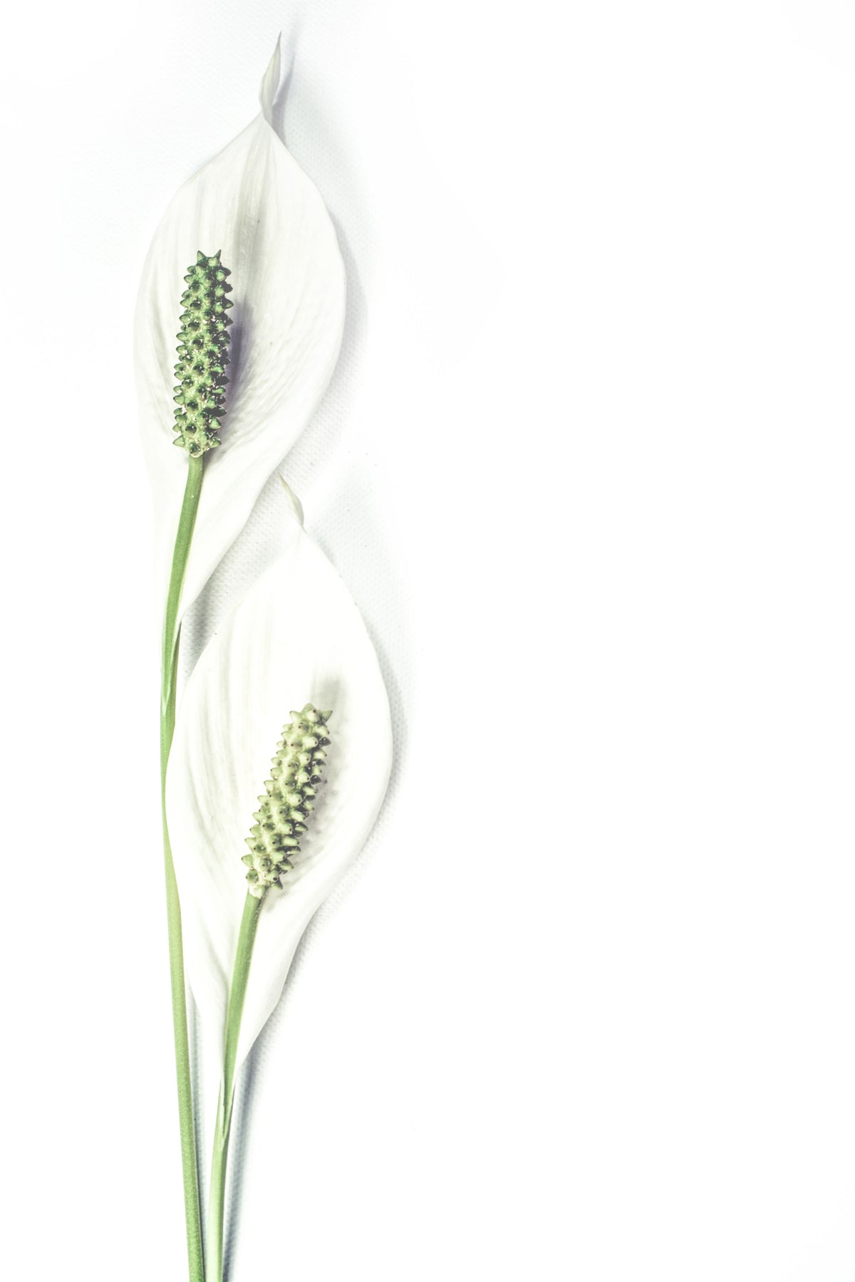 canvas-print-lily-seed-pods