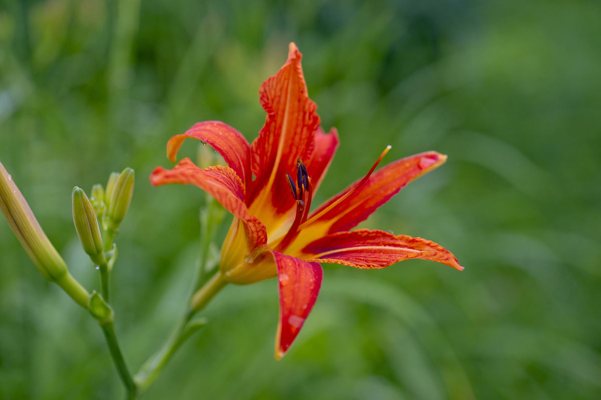 framedposter-print-lily-blossom-in-the-nature