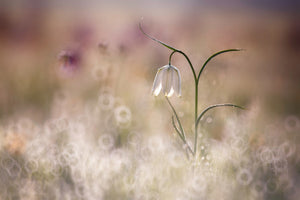 acrylic-print-albino-x