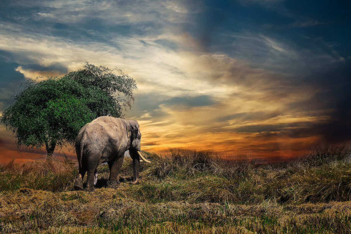 acrylic-print-the-elephant-in-the-sunset