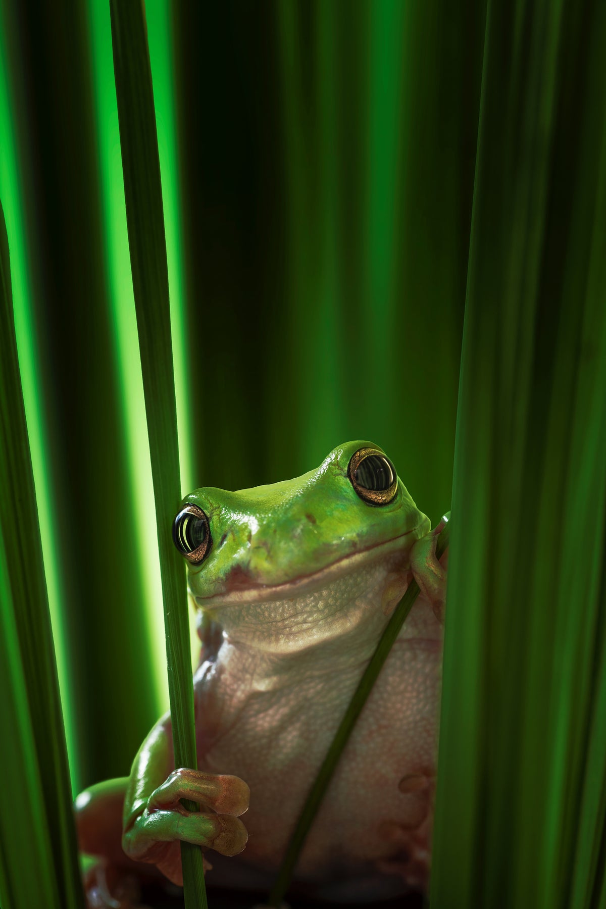 framedcanvas-print-green-frog