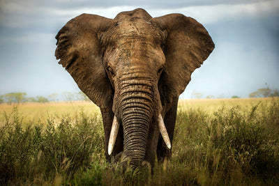 poster-print-encounters-in-serengeti-x