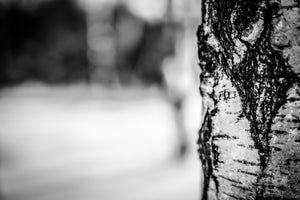 modern-3-piece-aluminium-print-birch-trunk