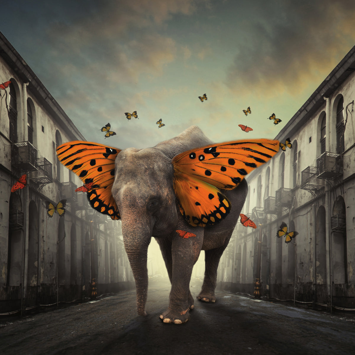 4-piece-aluminium-print-butterphant