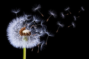 framedcanvas-print-dandelion-blowing