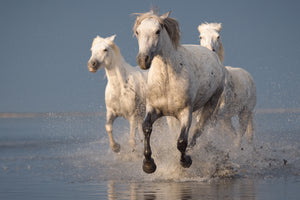 aluminium-print-camargue-horses-on-sunset-x