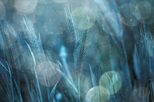 acrylic-print-fantastic-nature-x