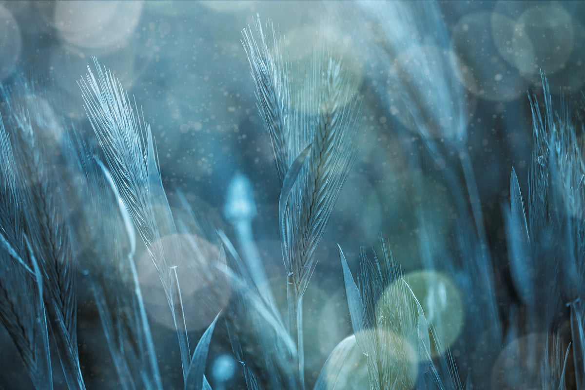 acrylic-print-fantastic-nature-x