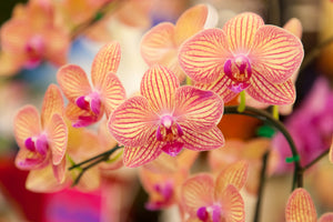 framedposter-print-exotic-orchids
