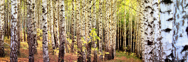 panoramic-acrylic-print-the-path-between-birches-panorama