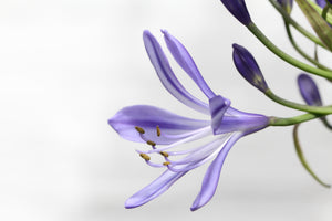 3-piece-canvas-print-lily-flower-in-purple