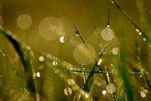 framedposter-print-dew-in-the-morning