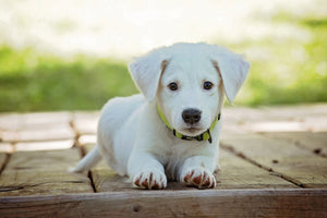 framedcanvas-print-cute-dog-baby