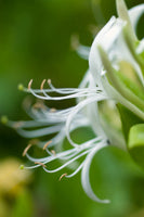 aluminium-print-macro-florescence