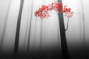 framedposter-print-illusion