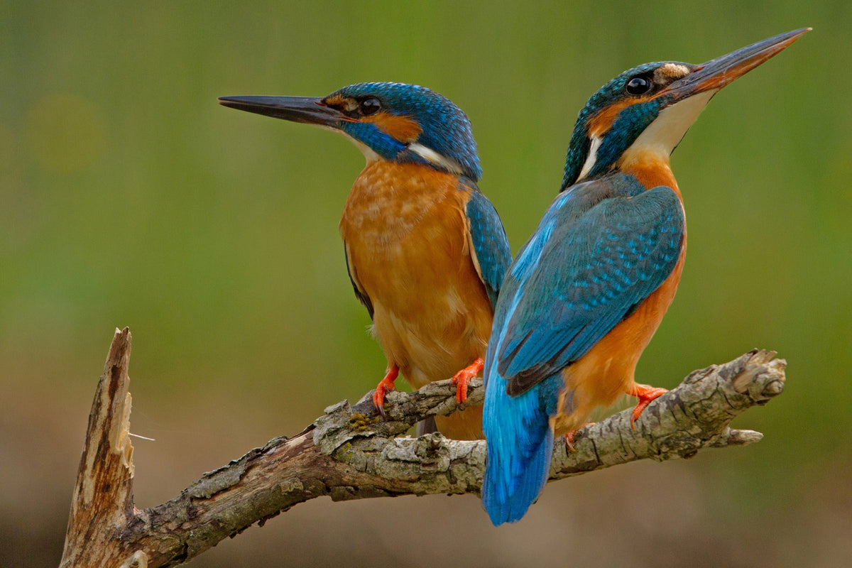 canvas-print-kingfisher