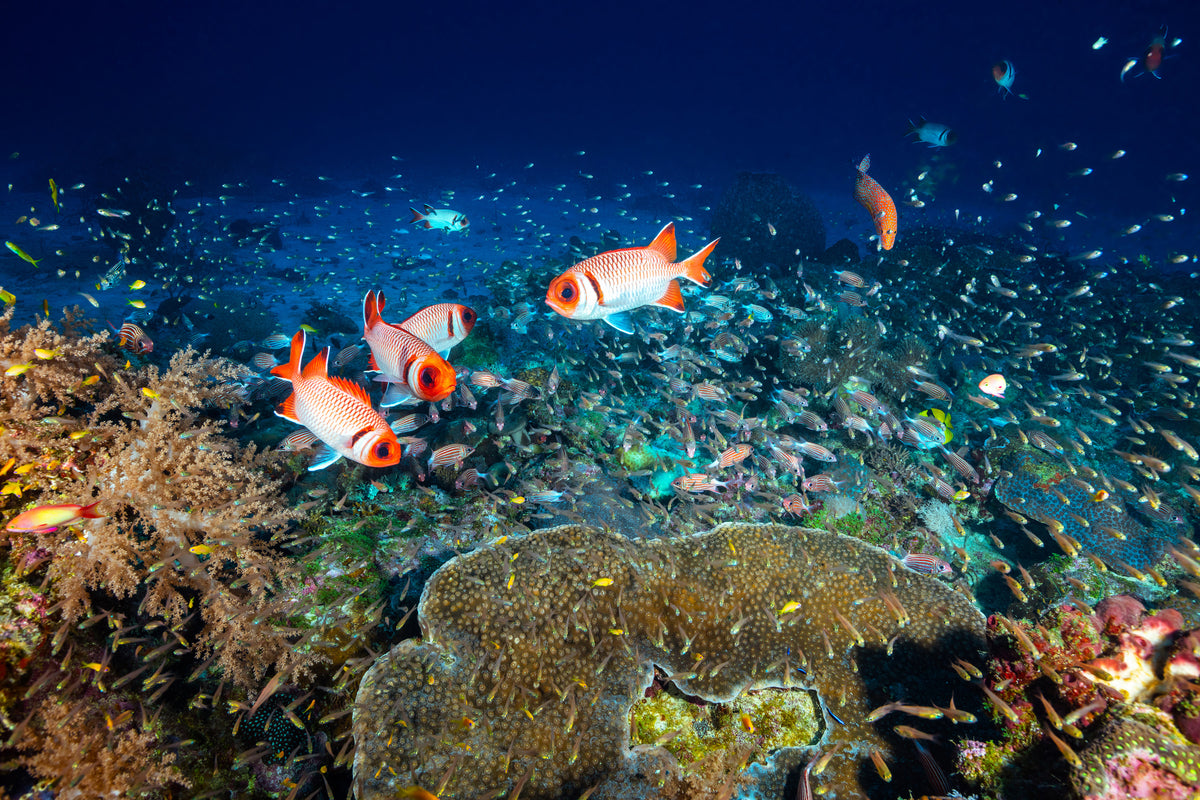3-piece-aluminium-print-reef-lifeii