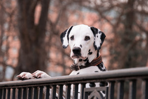 poster-print-watchful-dalmatian
