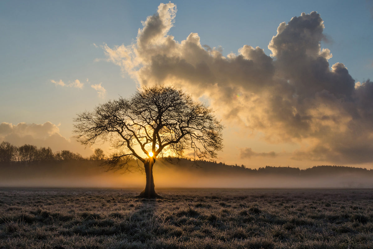 aluminium-print-a-lonely-tree