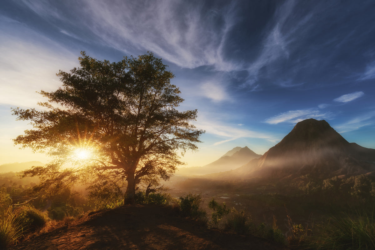 framedposter-print-pinggan-tree-x