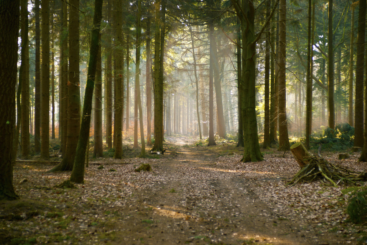 3-piece-aluminium-print-forest-run