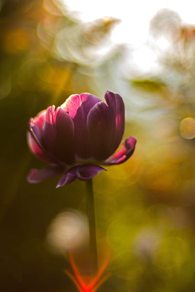 poster-print-dark-tulips-beauty