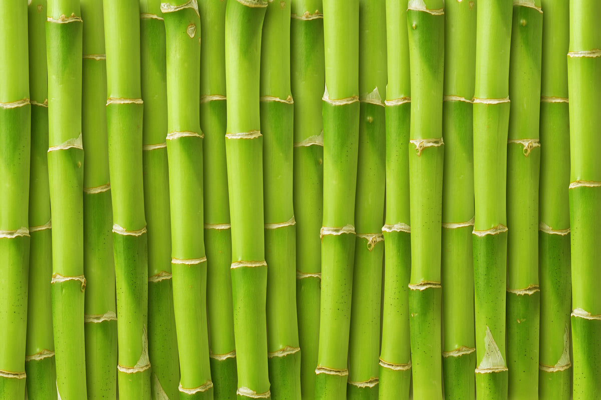 3-piece-canvas-print-bamboo-wall