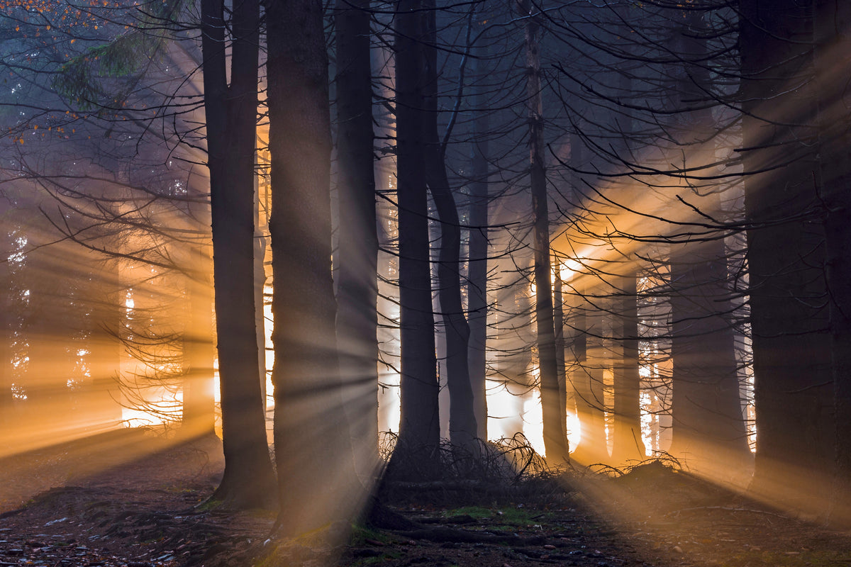 poster-print-forest-x