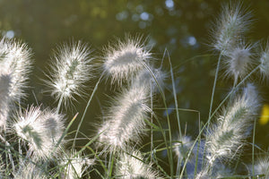 acrylic-print-ornamental-grasses-in-xl