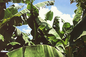 3-piece-aluminium-print-in-the-middle-of-the-jungle