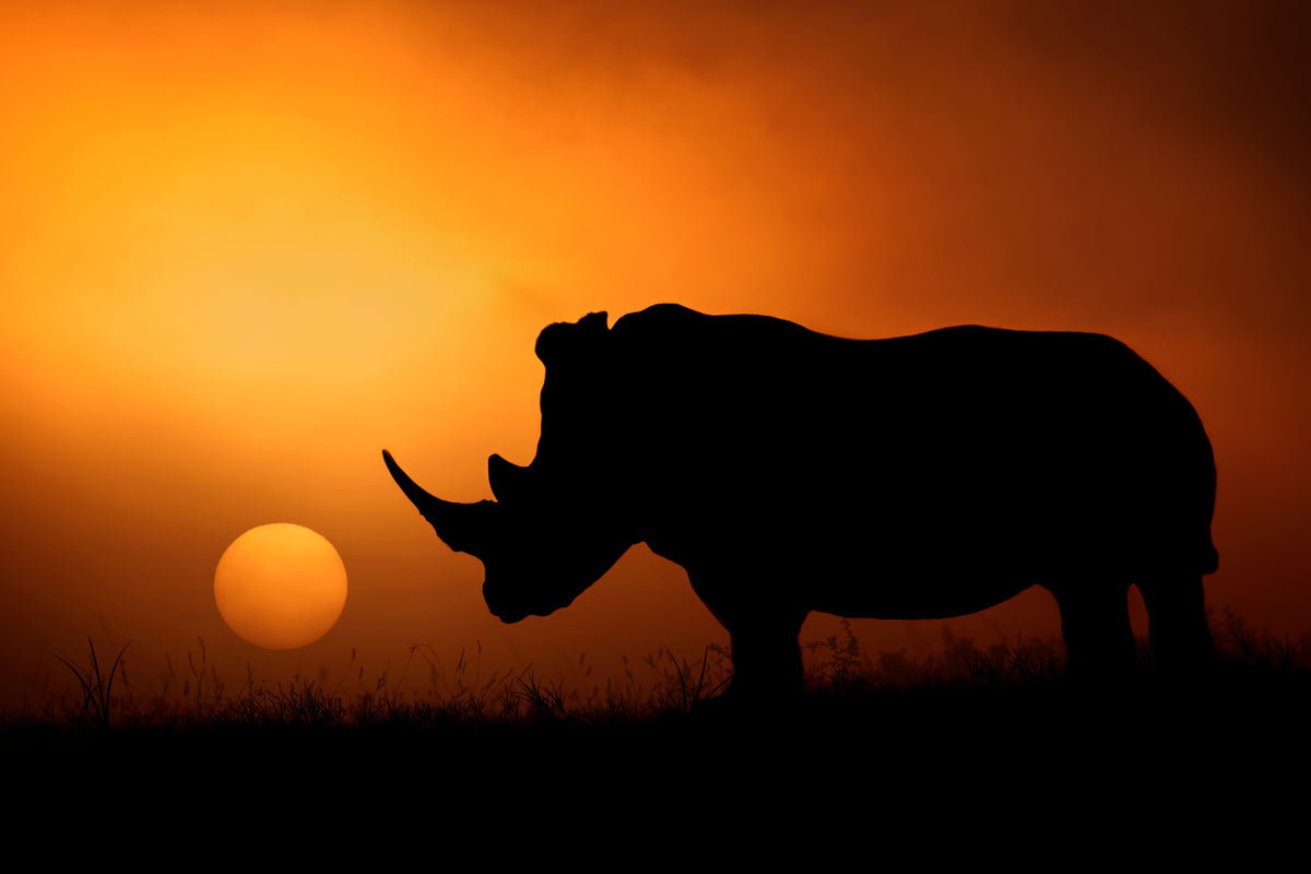 3-piece-aluminium-print-rhino-sunrise