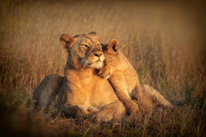 framedcanvas-print-feline-family-x