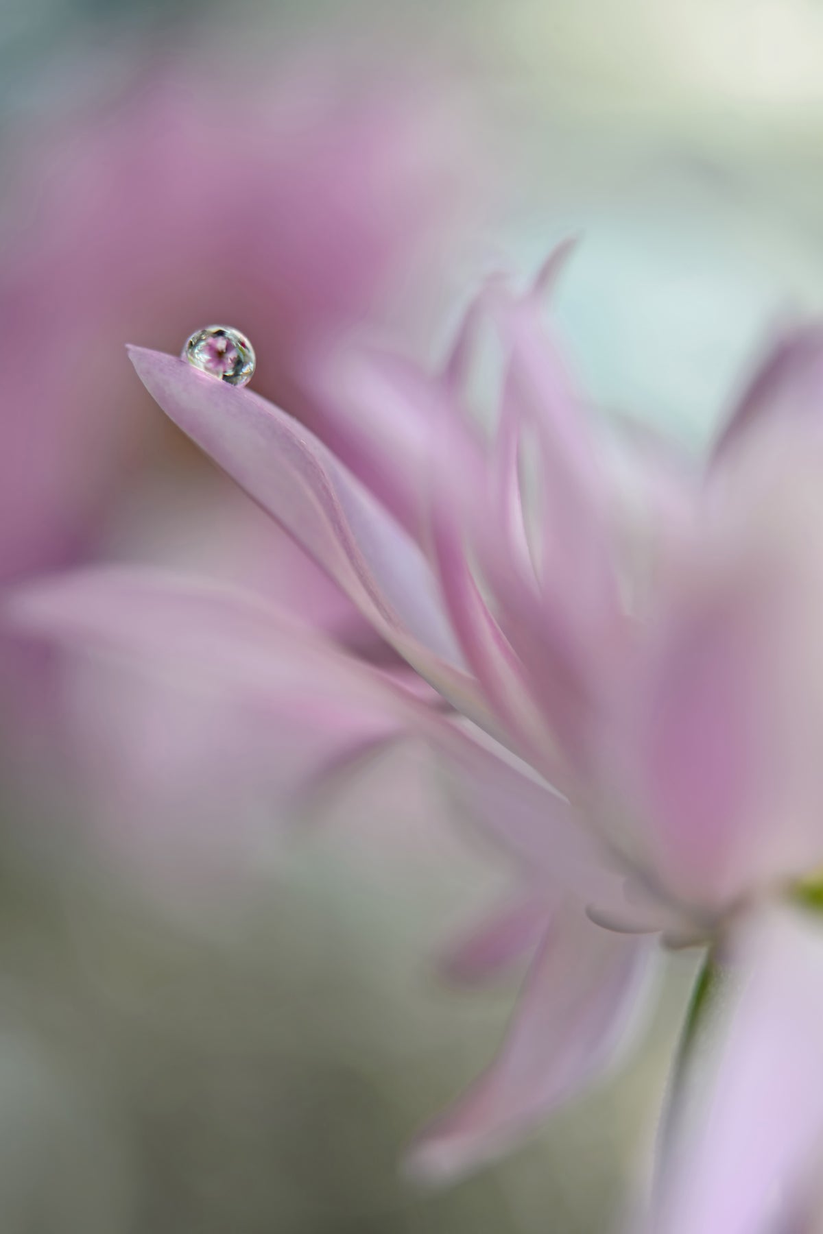 poster-print-in-pink-delight