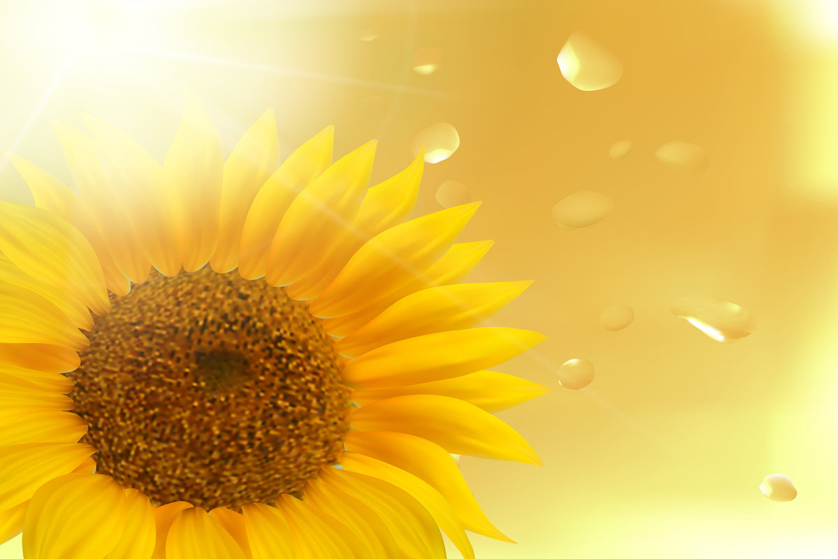 3-piece-aluminium-print-sunflower-in-morning-dew